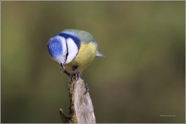 <p>SÝKORA MODŘINKA (Cyanistes caeruleus) /Eurasian blue tit - Blaumeise/</p>